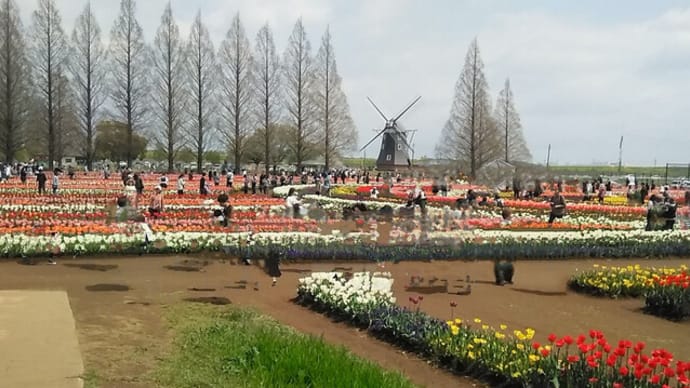 千葉県柏市 あけぼの山農業公園のチューリップフェスティバル2025