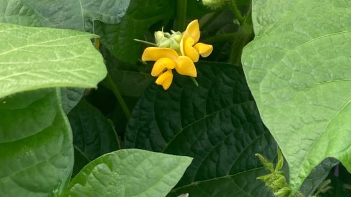 小豆の花