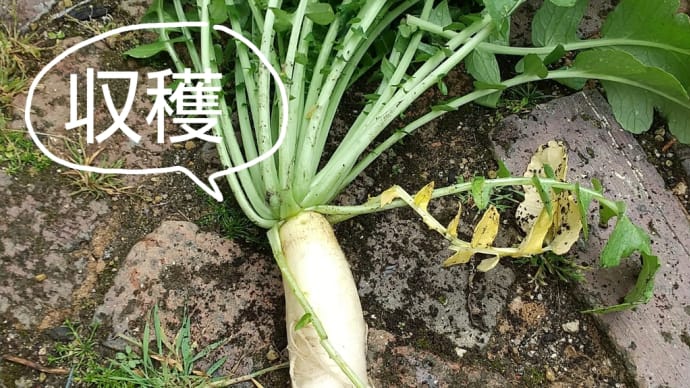 大根を収穫した 4/14