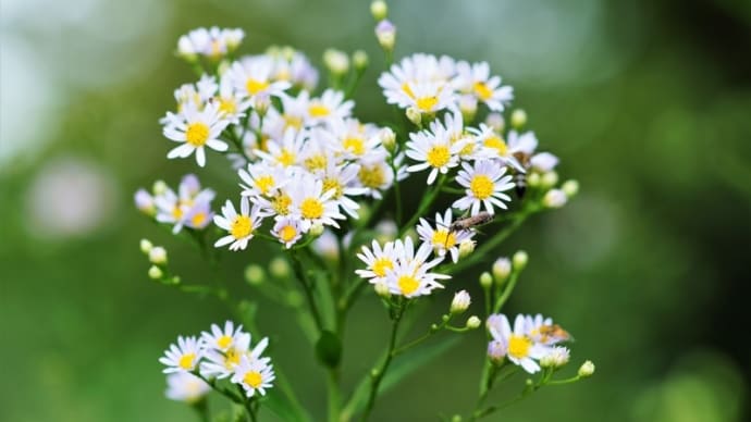 シオン、オシロイバナ、ナンバンギセル(赤塚植物園 2021.9.5撮影)