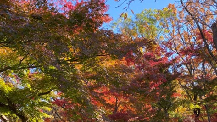 再び長沼公園へ / ヘッドスパマシン