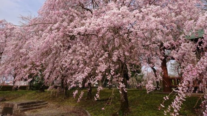 鼻炎の続き②と鍼灸治療と枝垂桜