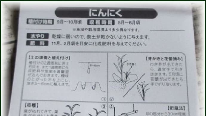 台風14号が来る前に済ませようと思い、昨日の午前中に「ニンニク」の植え付け作業を急遽行って・・・