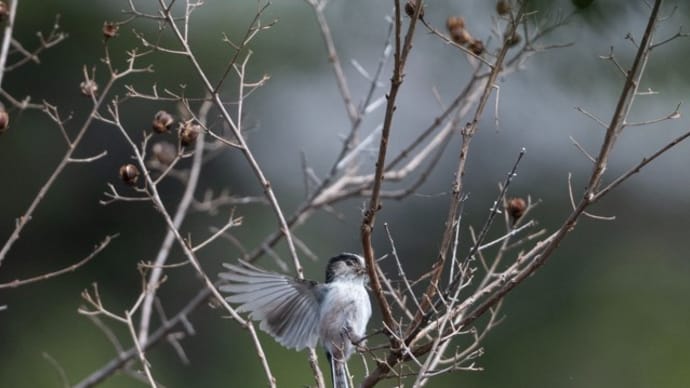 春の野鳥達