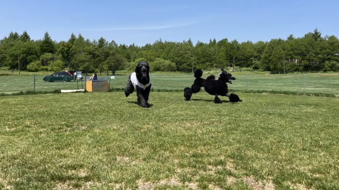 弥生キャンプ場ドッグラン