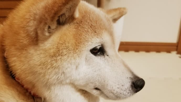 良い写真が撮れた~
