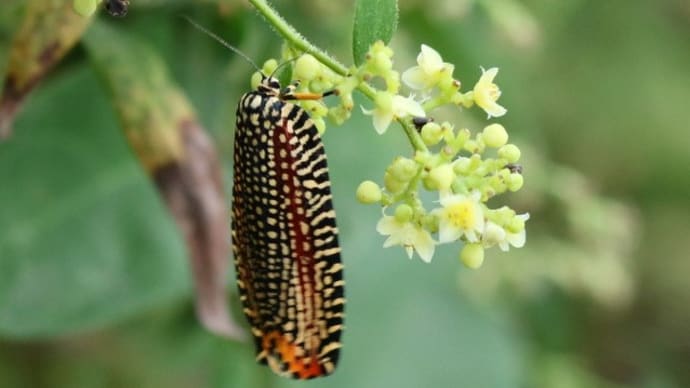 閲覧注意!ガの成虫たち 2019