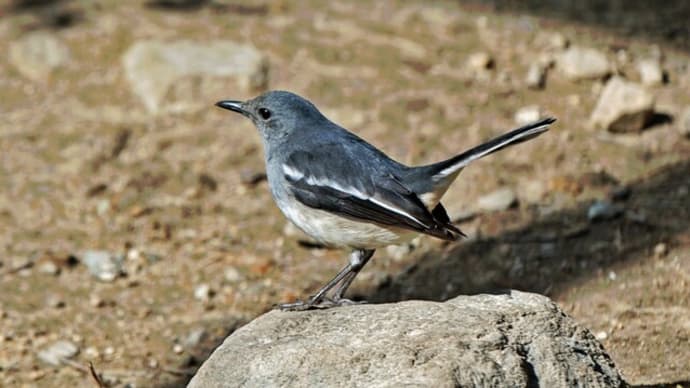 シキチョウの♀ 1/29ぶん