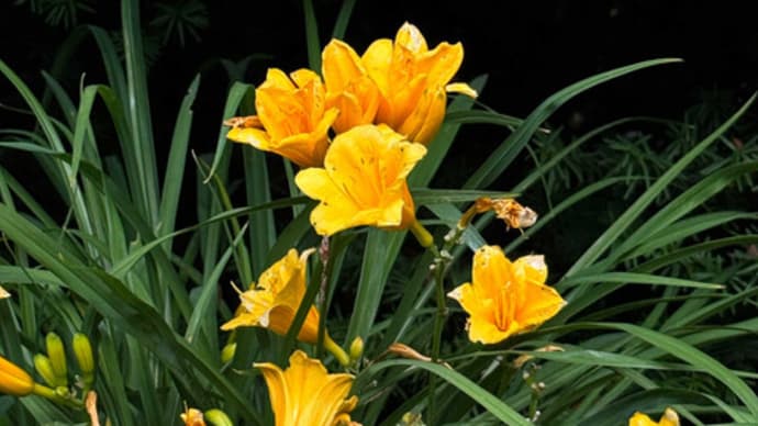 ヘメロカリスの花