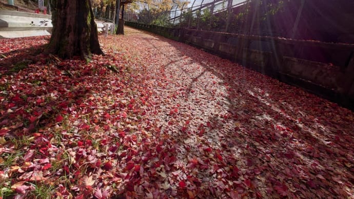 落ち葉もキレイな朝の道