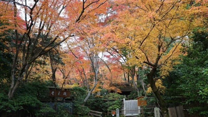 2023京都・秋　紅葉　嵯峨野・祇王寺　