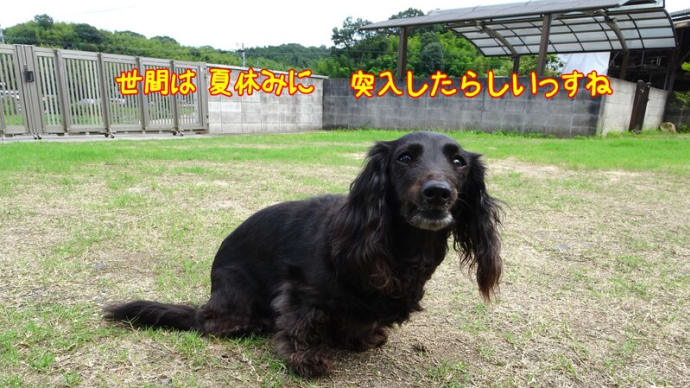 きーちゃんに お便りが