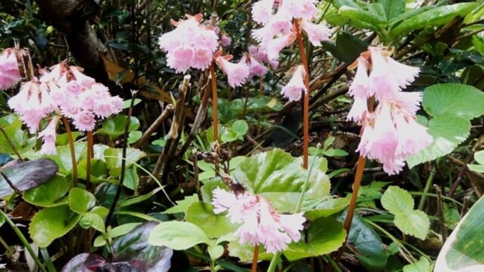 花の百名山 平標山
