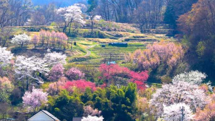 山布施の春