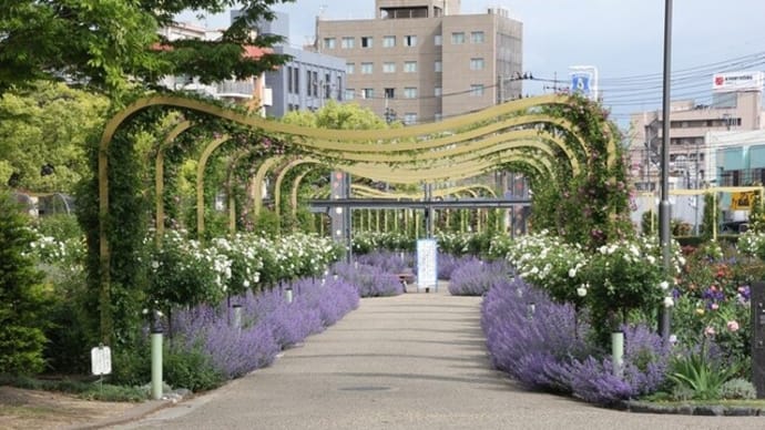 福山ばら公園~2025年5月11日