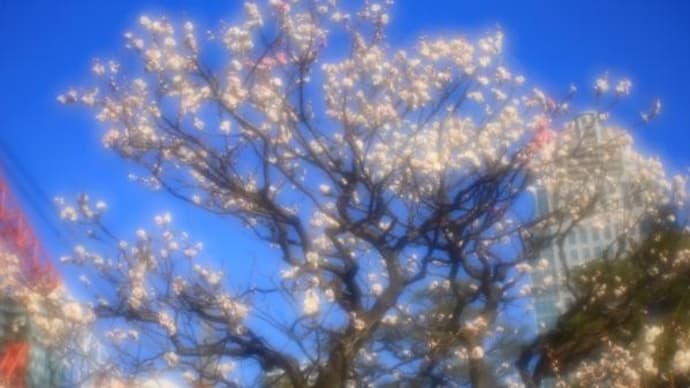 2024年 2月14日(水)の「旧芝離宮恩賜庭園」