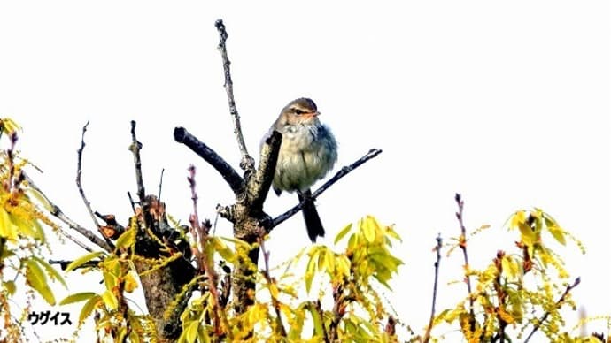 05/18探鳥記録写真:はまゆう公園の鳥たち(ウグイス、ホオジロ、)