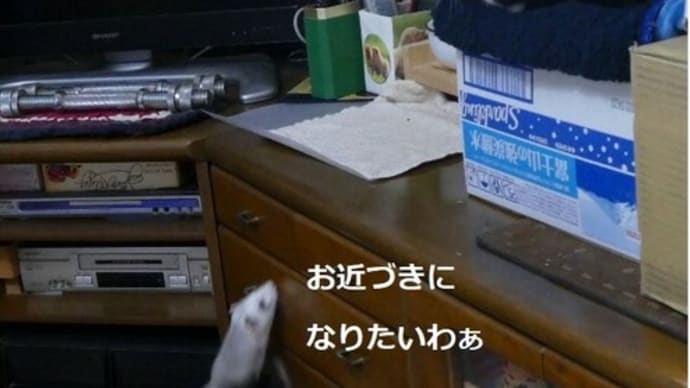 焦るニーノ君