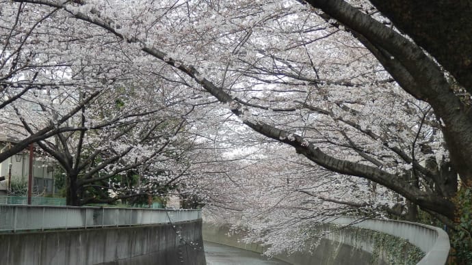 桜めぐり（２）：神田川