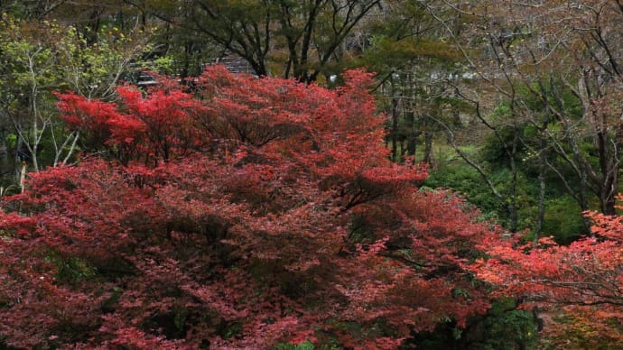 紅葉が始まった六甲高山植物園へ