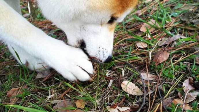 2021/4/10 毎朝の葛藤(笑)・柴犬さくらのマイブーム