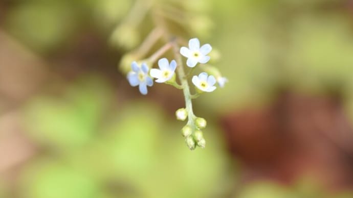 家の周りの道端の花