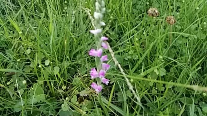 散歩コースの花2
