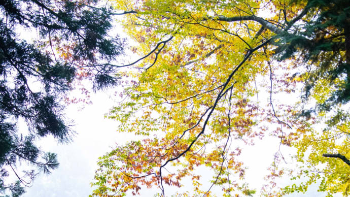 神山町の紅葉