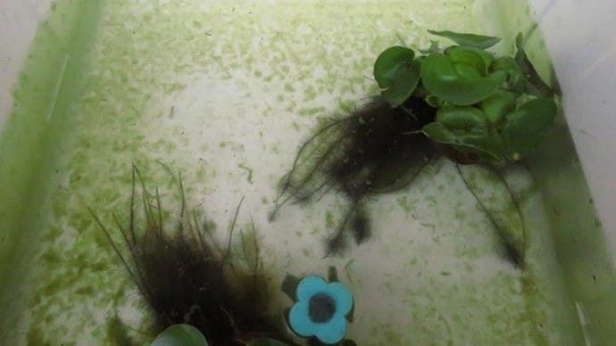 我が家の淡水魚 メダカベビー