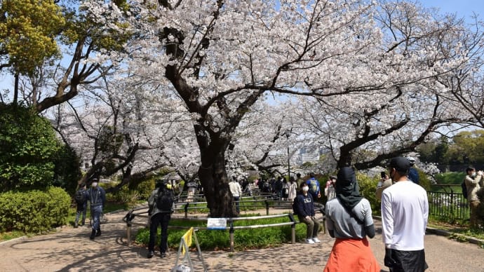 さくら狩り　東京都千代田区　千鳥ヶ淵公園（2）桜の下で飲食しながらの花見は・・・いないっすね
