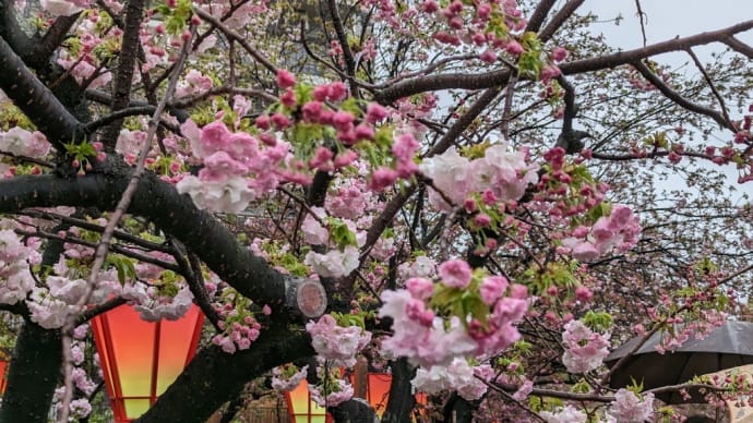 大阪 造幣局桜の通り抜け 初日のショートビデオです。
