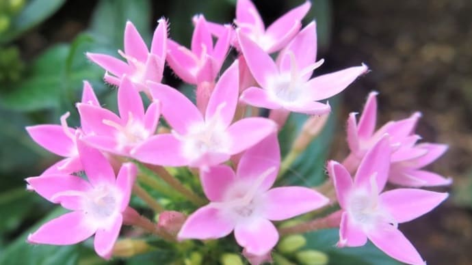 ヘルシーな寒天ゼリー3種他◆暑さに強く花期が長い【ペンタス】学名:Pentas✨
