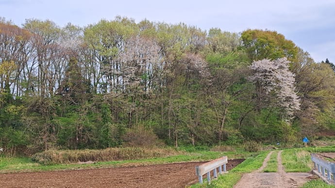 この芽吹く向山にも裏山も