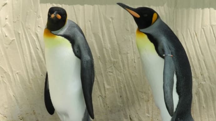 王様ペンギンのシッポ