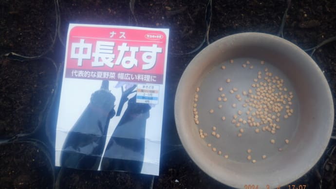 第2弾ナスの播種