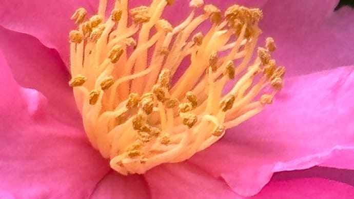 雄しべが花弁には変化する”乙女サザンカ” とは❓