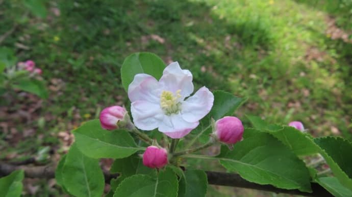 京都府立植物園4月アーカイブ(5)桜園で警戒中