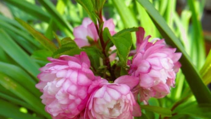 Chinese bush cherry