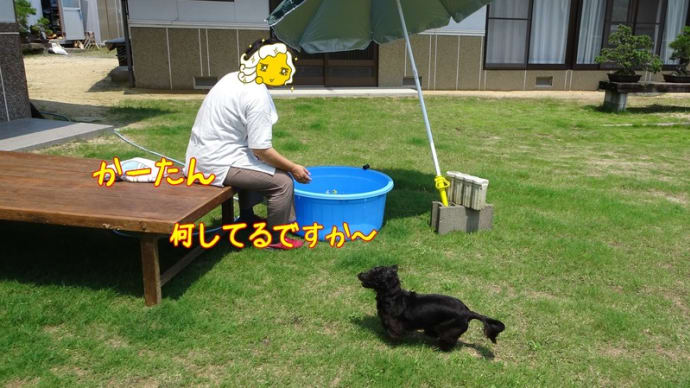 夏の恒例行事
