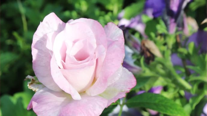 モーブ色の薔薇せせらぎ*さんぽっぽ~♬