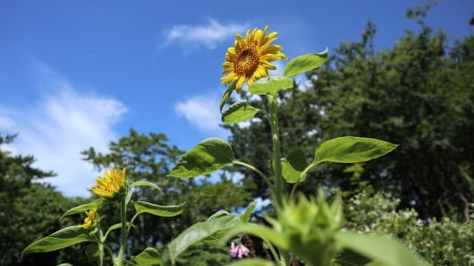 夏真っ盛り