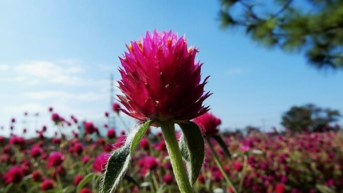 川口グリーンセンター花散歩
