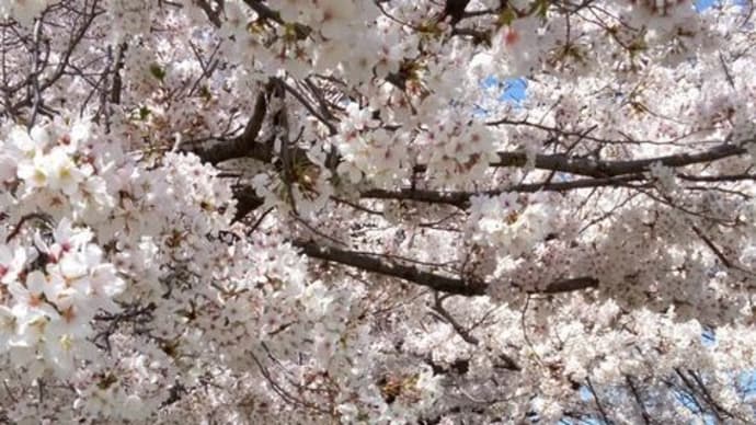 染井吉野から八重桜へ・　花蘇芳も満開です