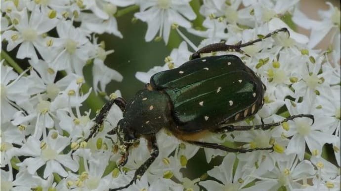 ハナムグリと樹木の花と。
