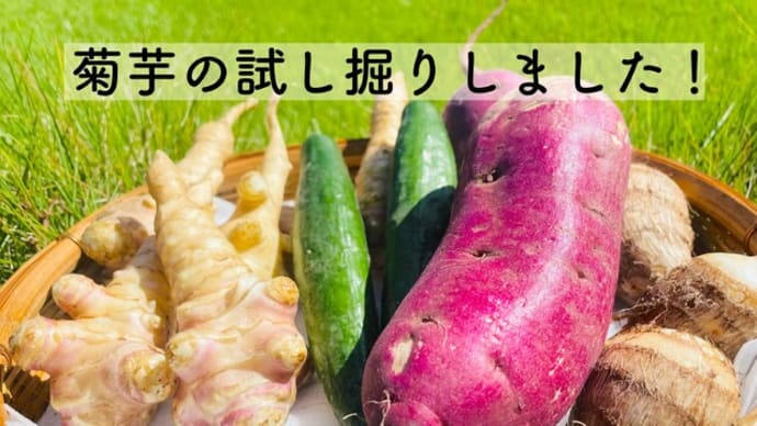 今年度の菊芋状況・秋野菜・りんごのお知らせ