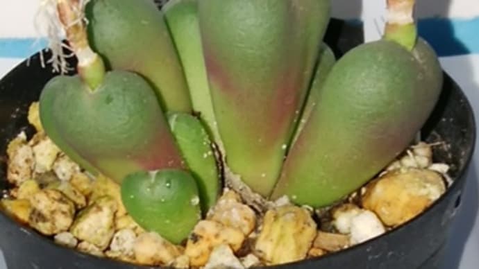 多肉植物 コノフィツム 種はそこに出来るのね 20220120