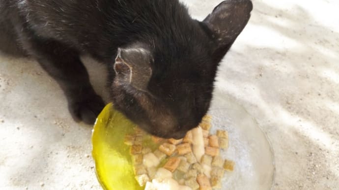 えっ 猫だ