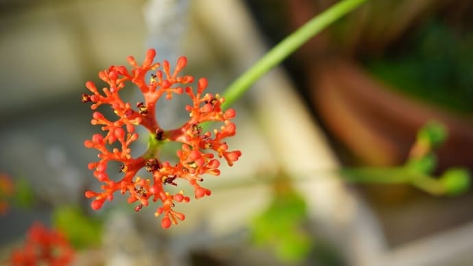 神代植物公園・大温室にて:サンゴアブラギリ