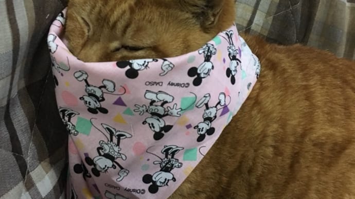家にある抗菌除菌剤を集めてみたニャン💦