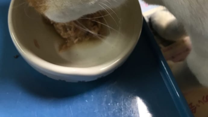 猫の健康補助食品